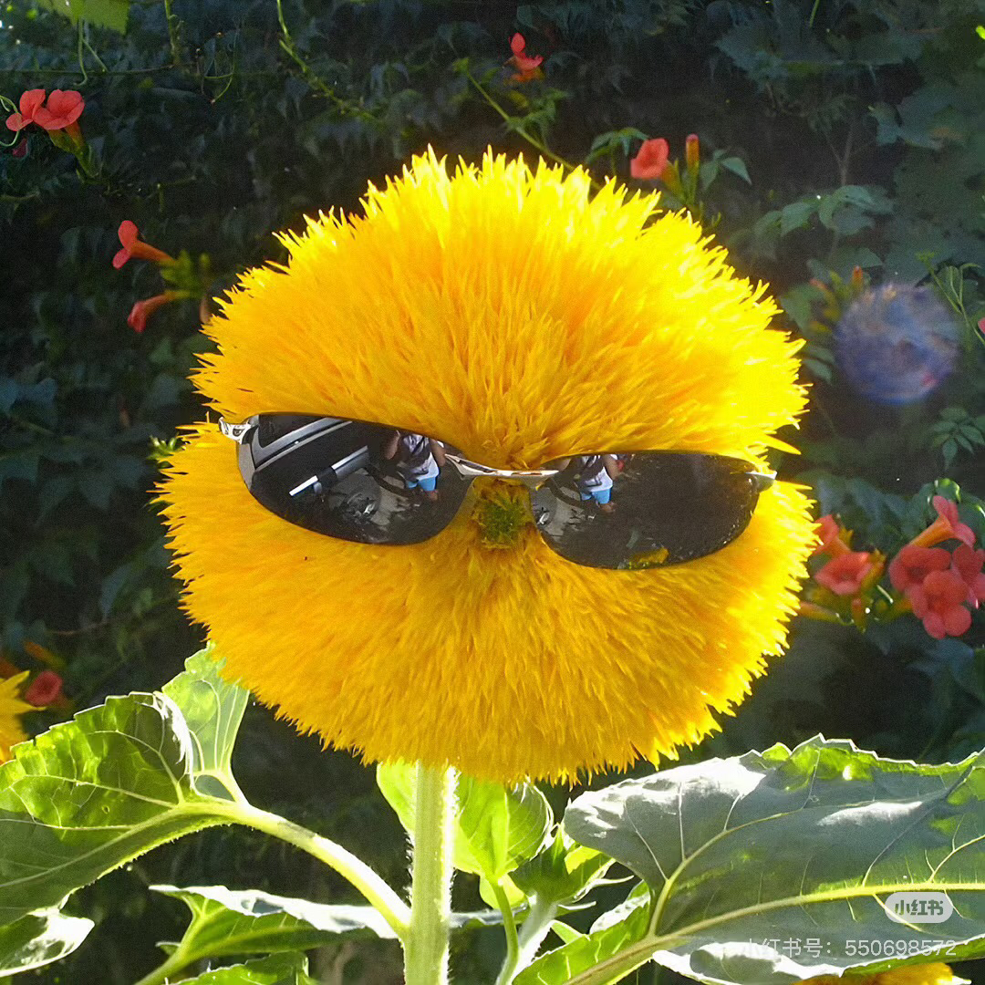 萌萌寶寶 會微笑的小狗～