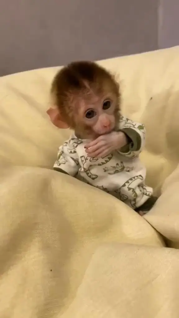 在英國養只小Kiki也太可愛啦