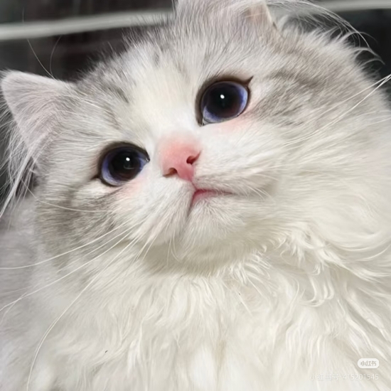 法兰克福bockenheim➗温馨一室