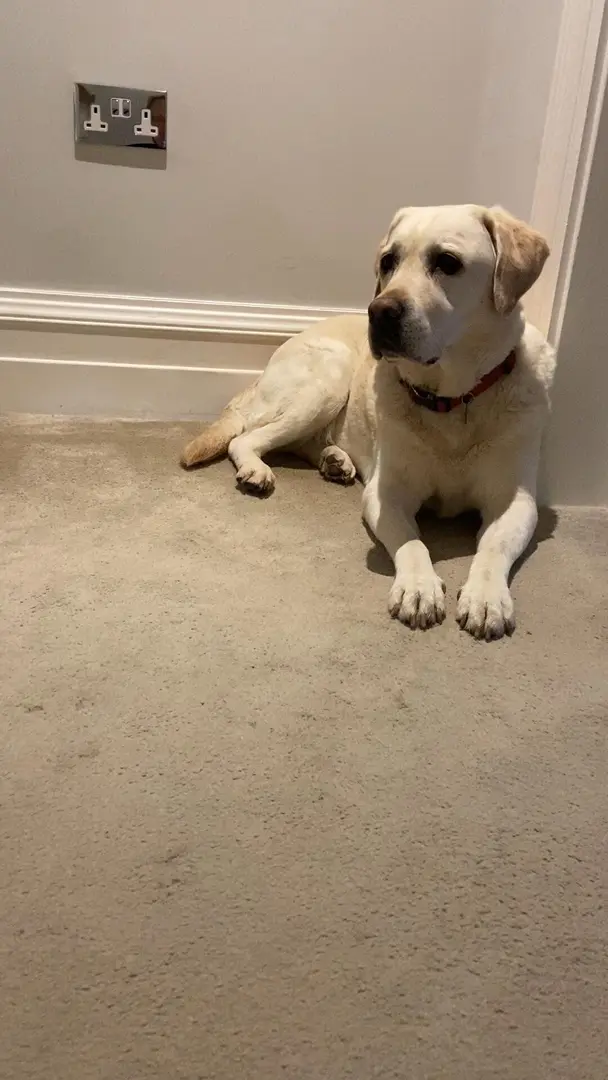 好快乐的修勾啊🐶，狂奔停不下来～