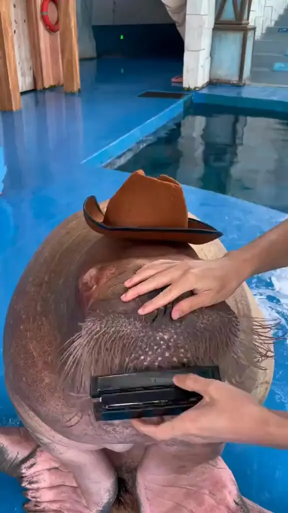 祝大家新年快乐，给大家表演一曲～