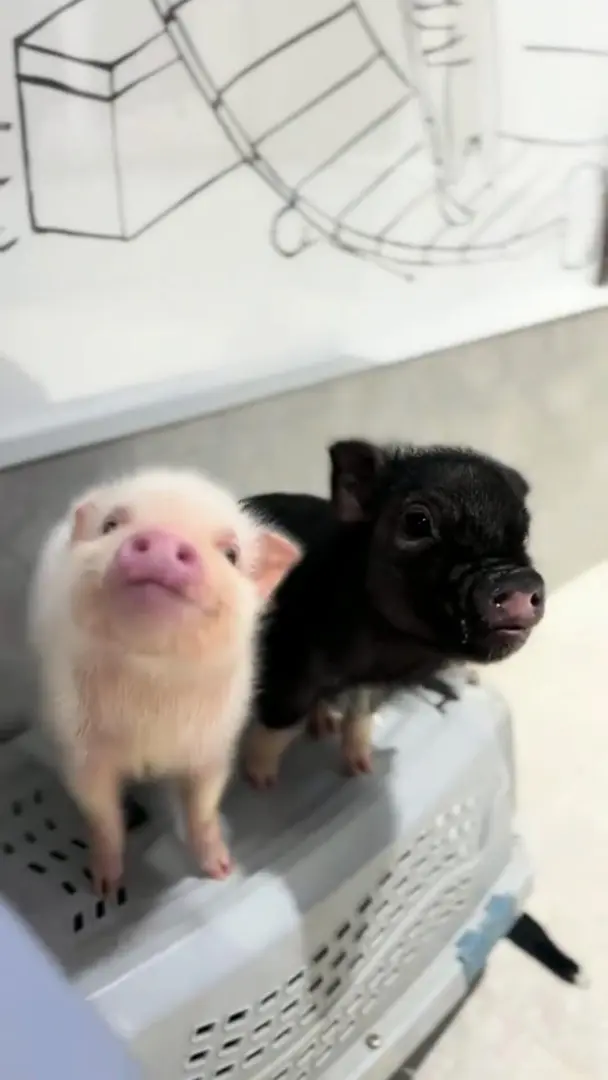 在倫敦看萌寵小豬～