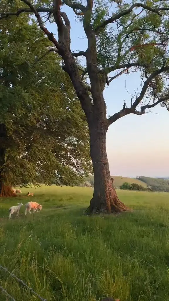 英國老溫徹斯特山⛰️